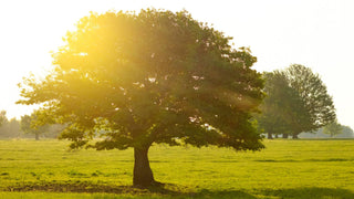 NAD+: Warum Nicotinamid-Ribosid besser ist als NMN